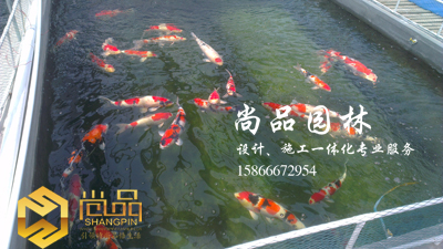 锦鲤养殖：公司锦鲤养殖基地